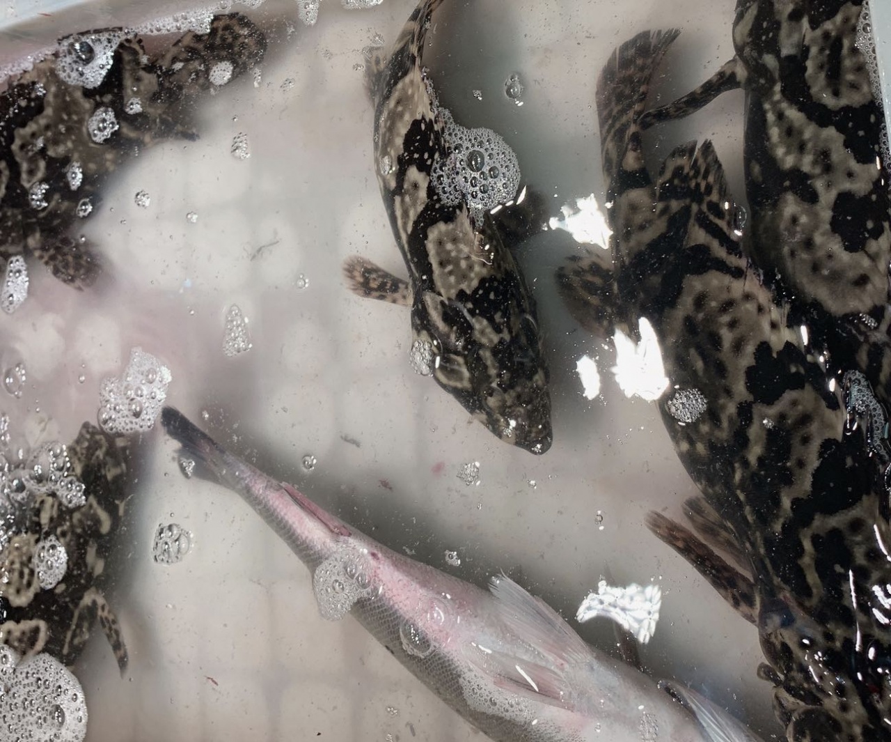 北海干货海鲜批发市场哪个便宜,北海菜市场买海鲜哪个最新鲜