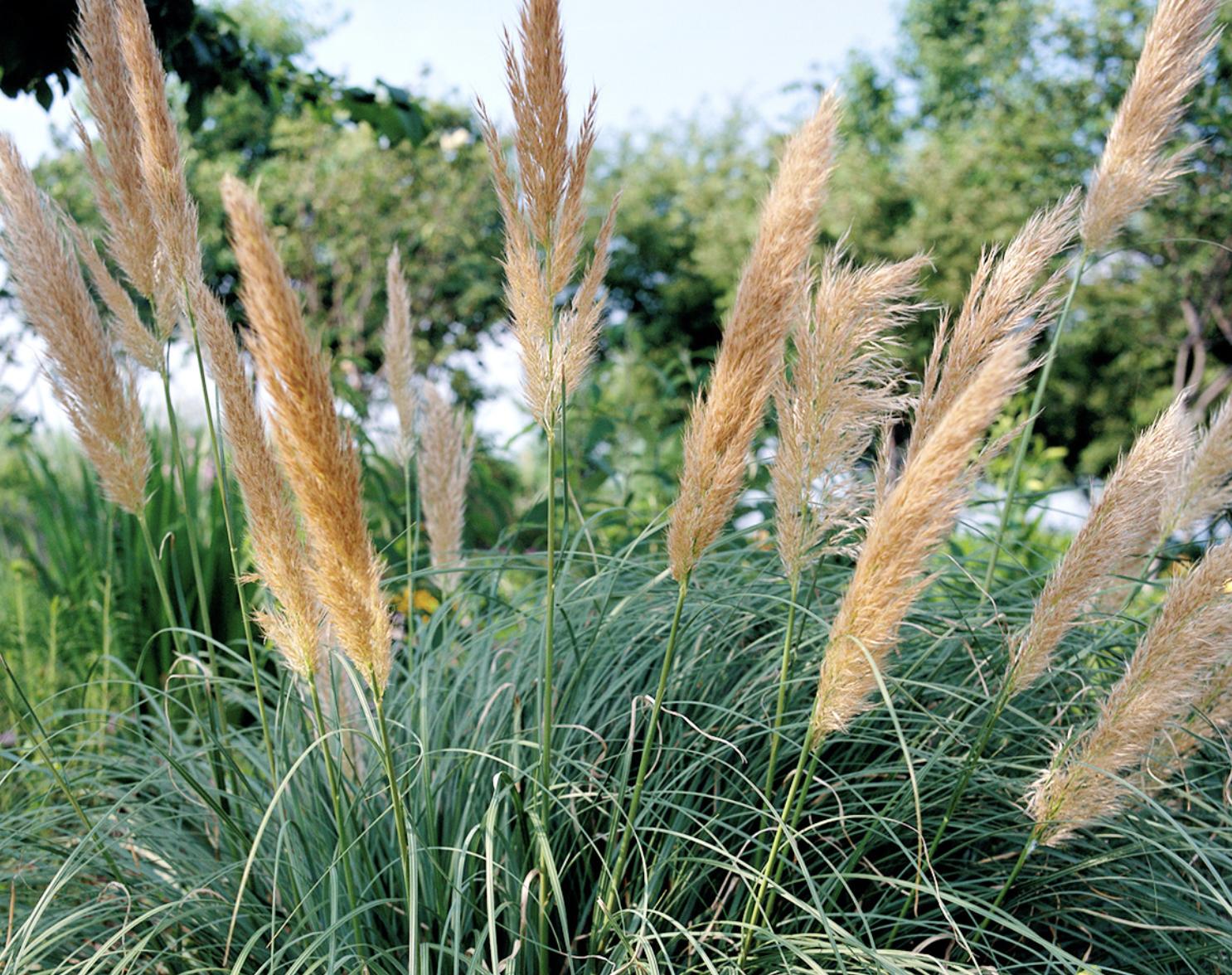 既能净化空气又美观的植物,10种好看的花卉