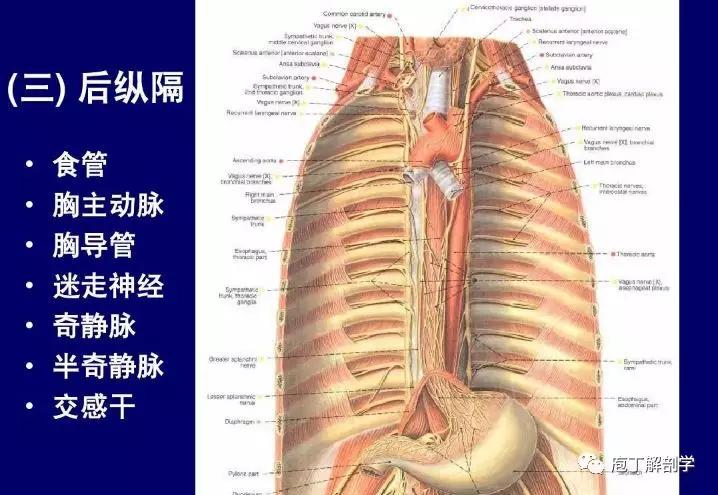 纵隔人体解剖学,纵隔解剖x线表现