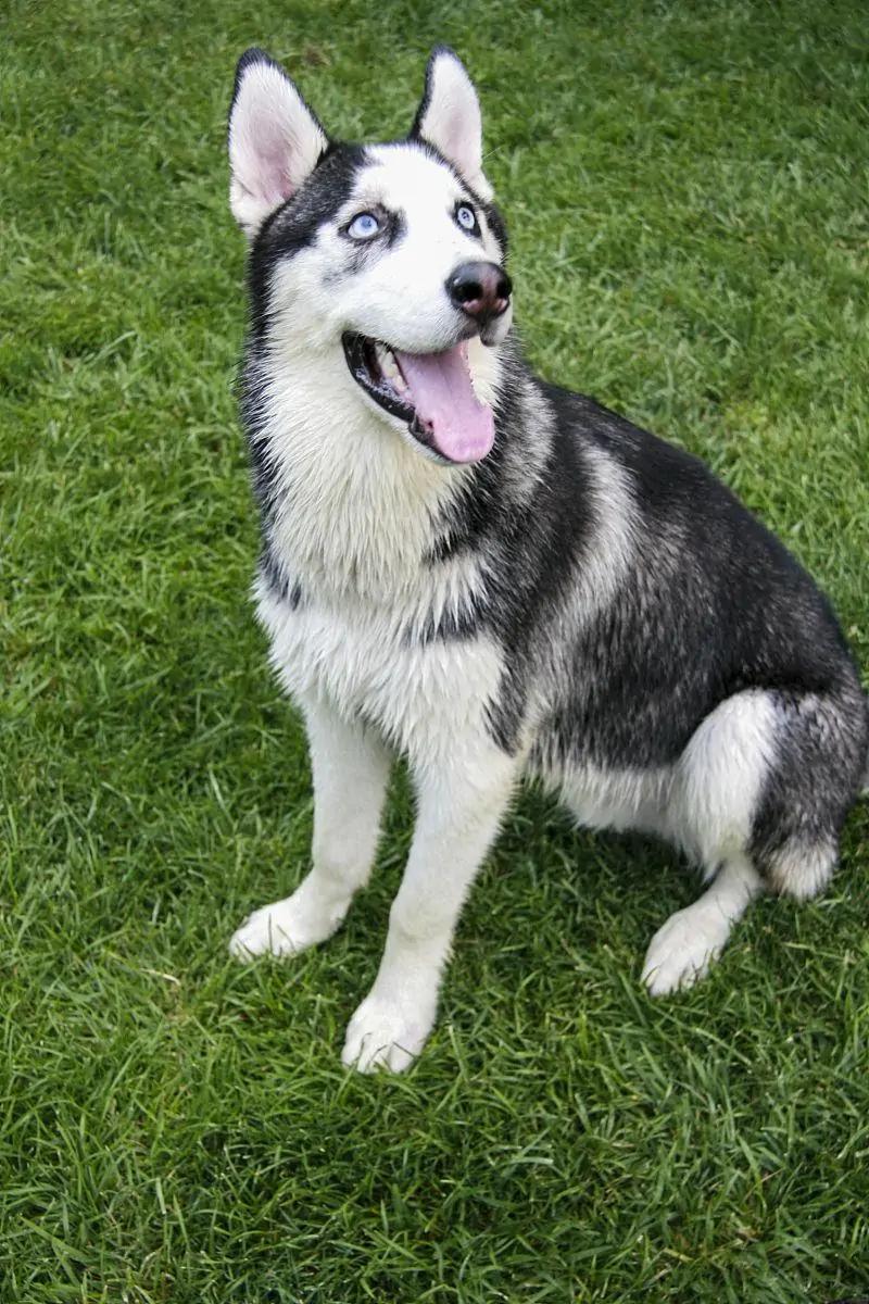 哈士奇你不知道的冷知识,哈士奇热门知识