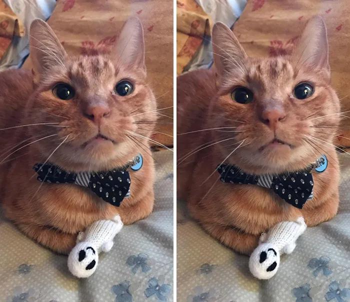 宠物谁能想到这是它最喜欢的玩具,网友分享宠物和它们最爱的玩具