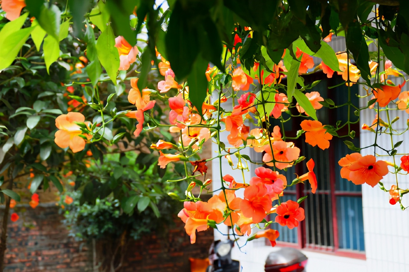 四季常开且有浓郁香味好养的花,适合懒人养的四季花一串红