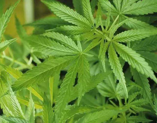 全球*麻大**成分护肤品走红，会是国内下一剂“兴奋剂吗