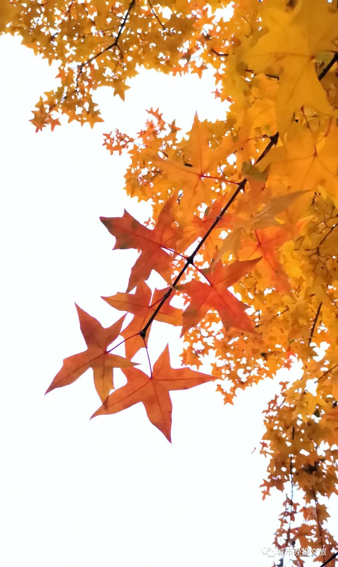 城晚拍拍丨秋色如画