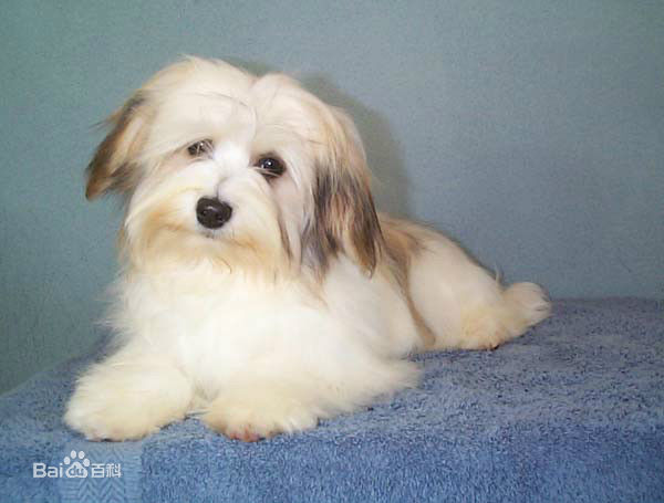 小型犬品种大全及图片柯基犬,不掉毛无体味性格温顺的小型犬