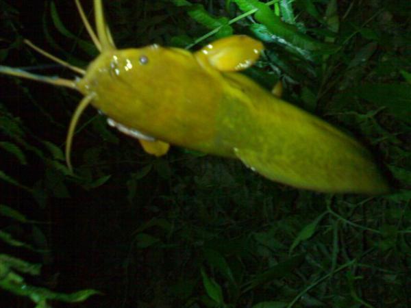 农村河沟里的塘角鱼,因其肉质细嫩,又非常好钓,深受人们喜爱