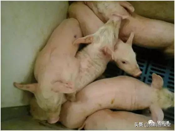 寄生虫如何预防和治疗,寄生虫的防治