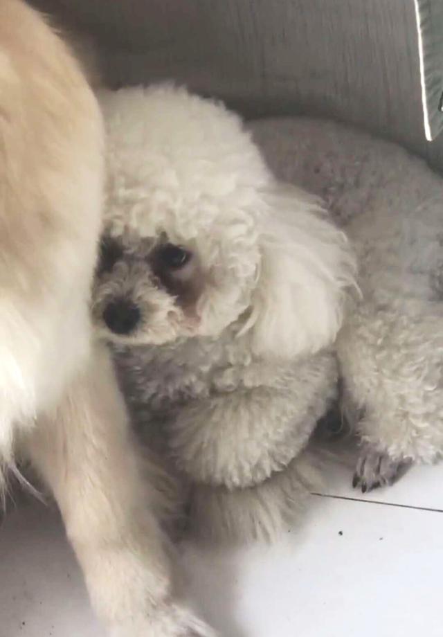 金毛遇到巨型泰迪,金毛被泰迪激怒