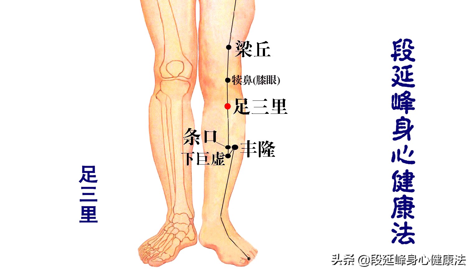 胃肠动力不足中药如何调理,胃肠功能紊乱胃动力不足怎么办