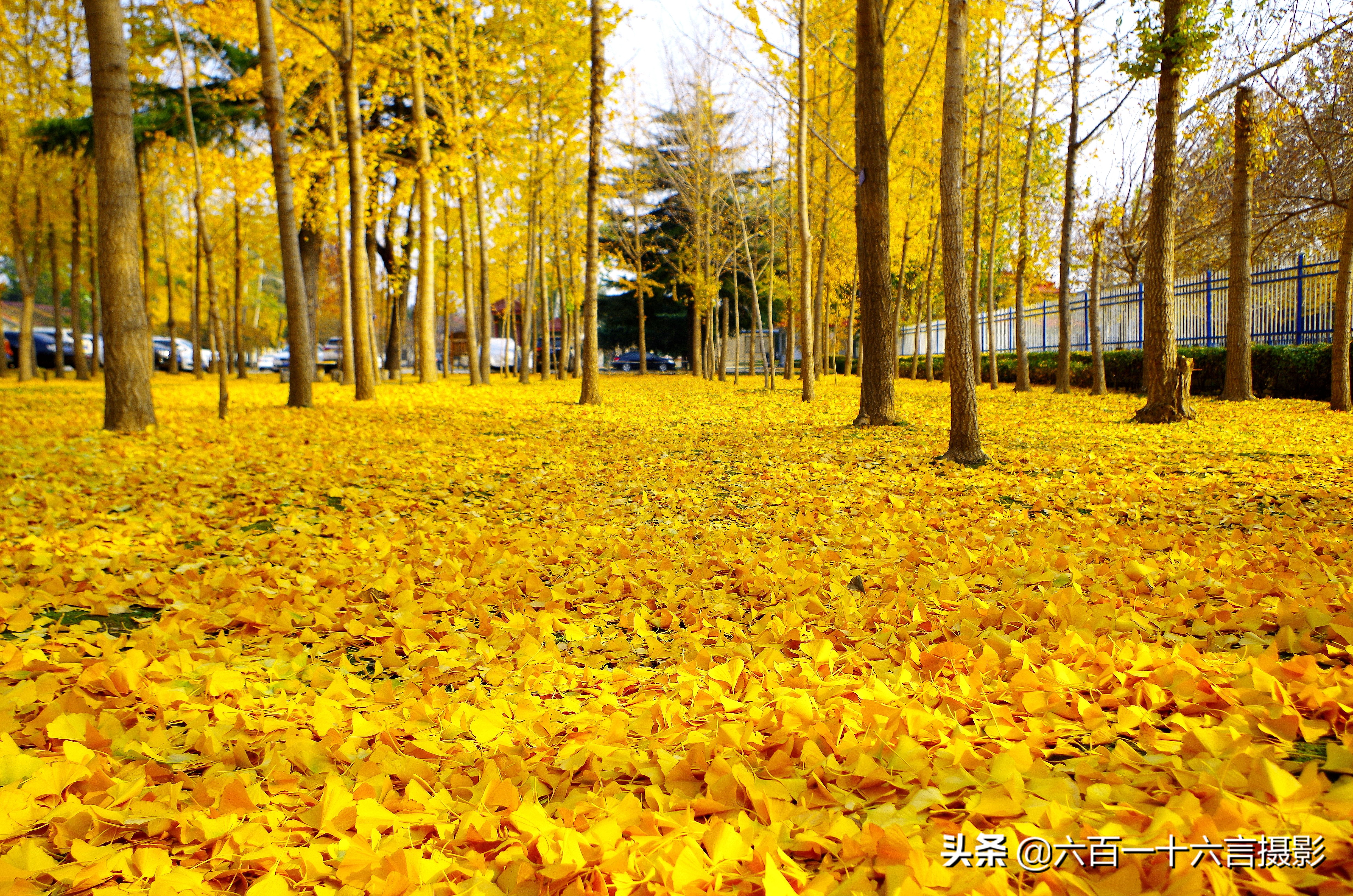银杏哪里看最美附近,今年最后的银杏树