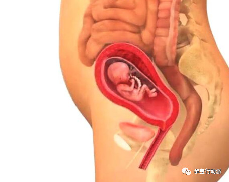 孕期周刊第二十九周,孕期周刊第14周