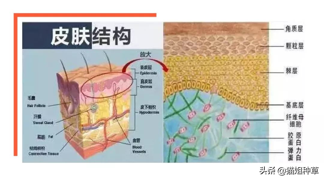 20种认定有风险的护肤成分,别再交除醛智商税了