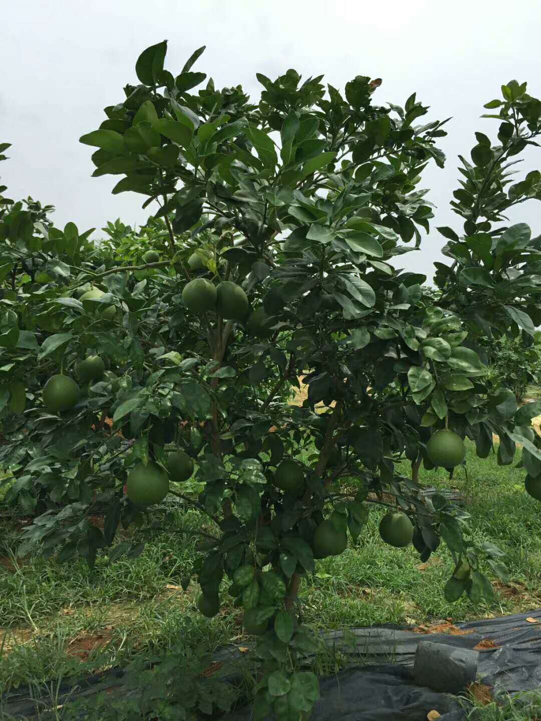 果树修剪的作用和修剪方法,什么是果树生理修剪和生殖修剪