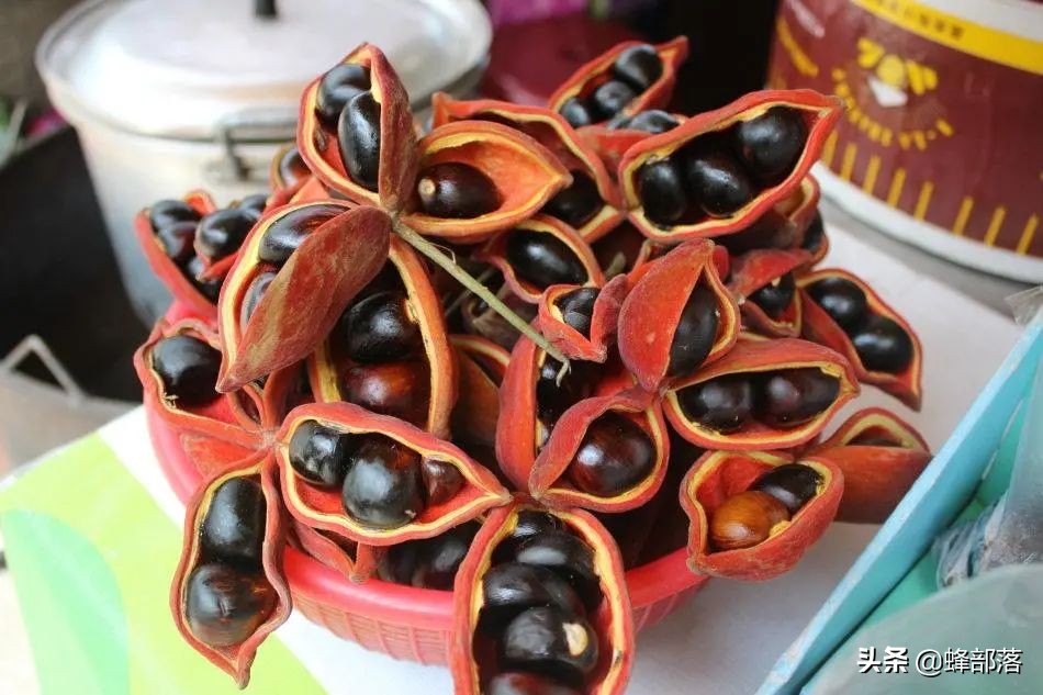 苹婆果广西叫法,假苹婆果实有毒吗