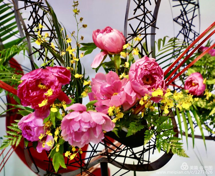 看洛阳牡丹花卉节,洛阳古都牡丹花展