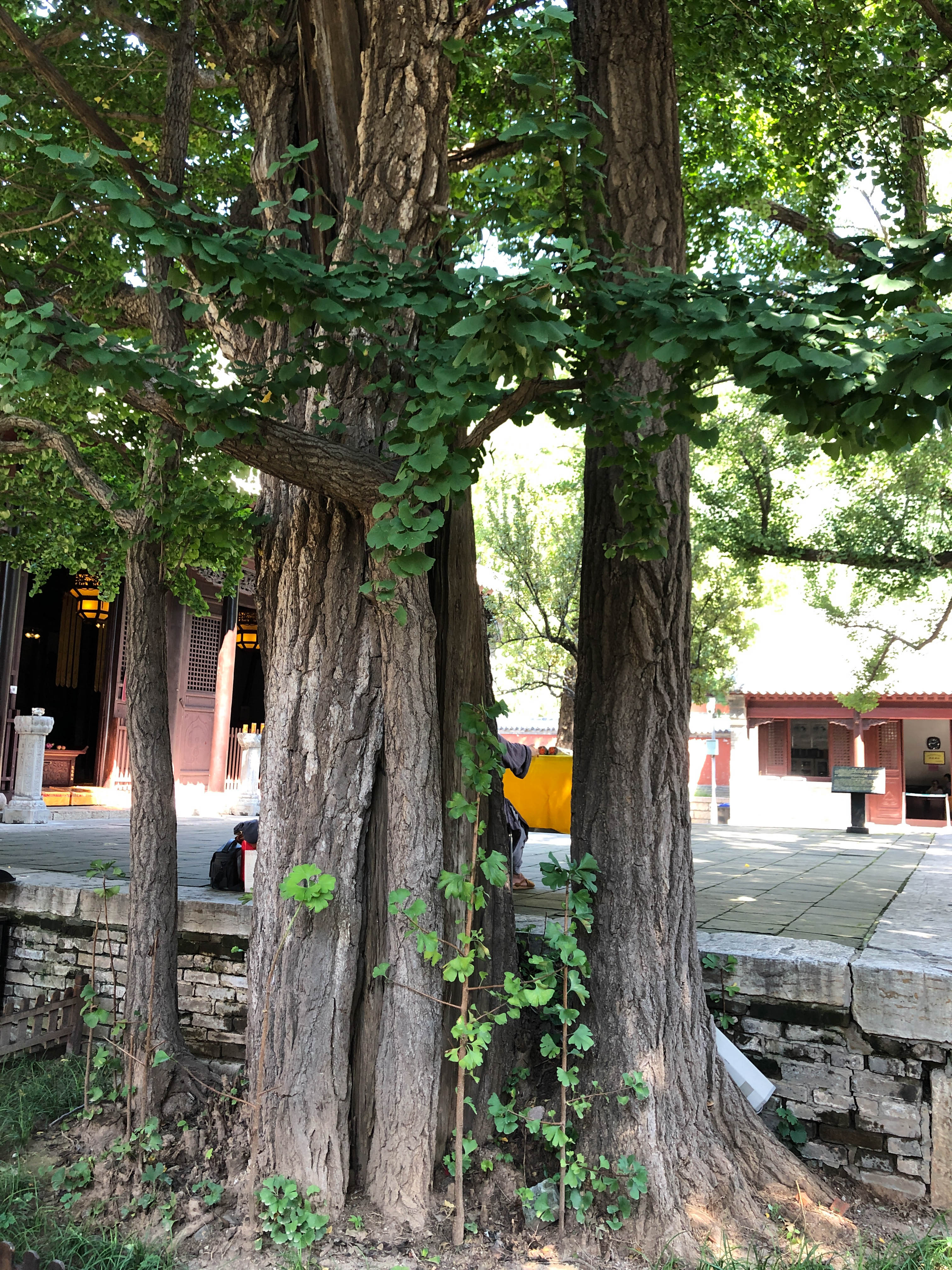 济南千年古刹灵岩寺建筑时间,济南千年古刹灵岩寺
