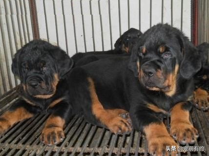 罗威纳成年犬怎样听话,罗威纳犬温顺听话