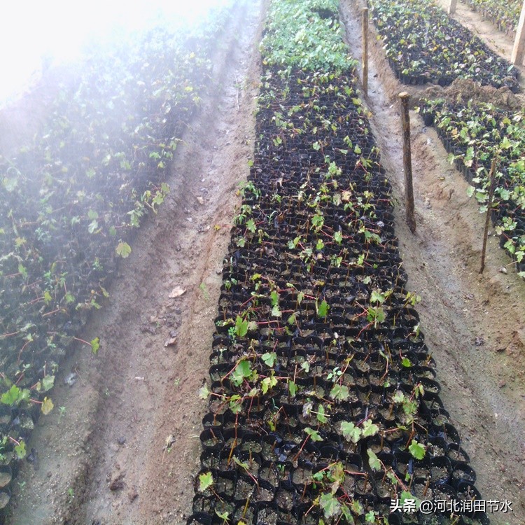 微喷灌整套安装示意图,微喷头组装