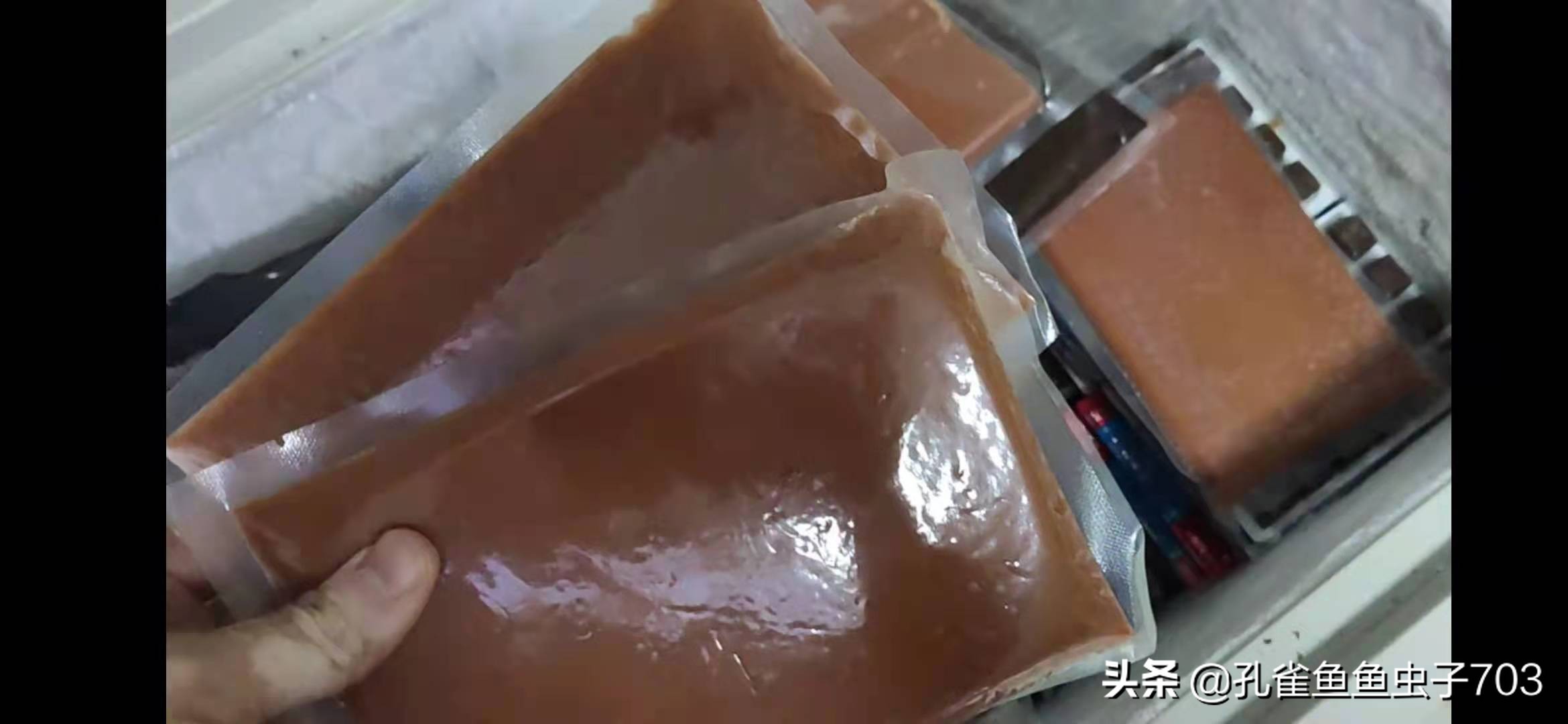 孔雀鱼应该吃什么最好,五种新手必入的孔雀鱼