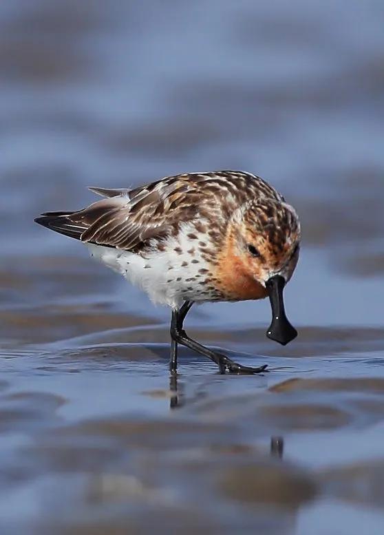 国家一级保护动物图片大全大图,国家一级保护动物一共有多少种
