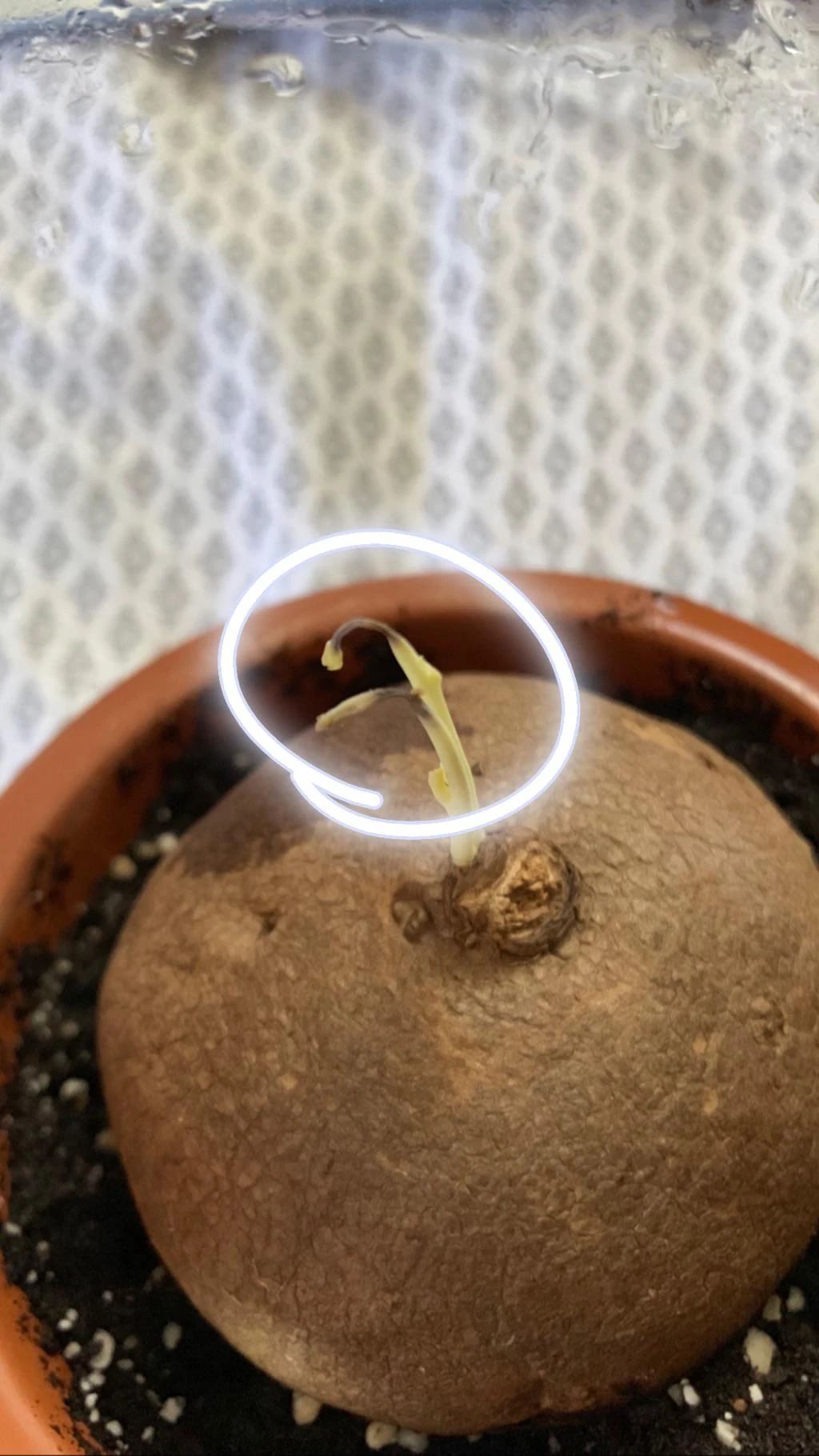 买了一个特小的山乌龟能长大吗,哪种山乌龟可以长叶子