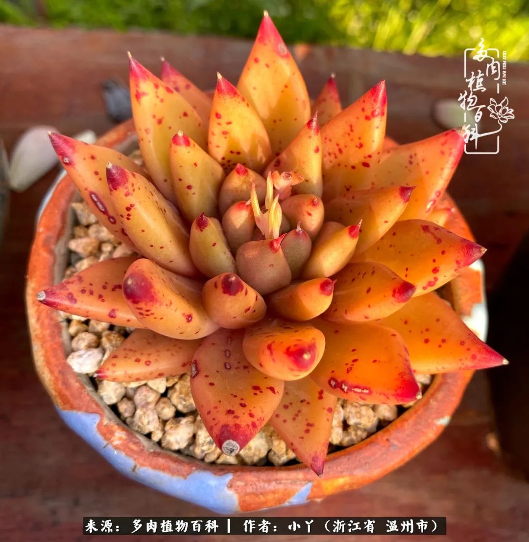 祖上无院家里无矿,一腔浪漫情怀付诸楼顶造花