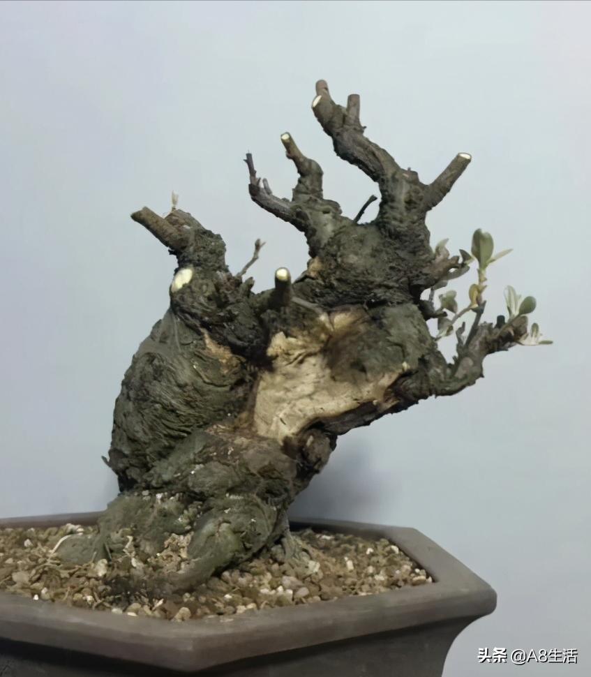 种羊奶果的前景,羊奶果种植基地在哪