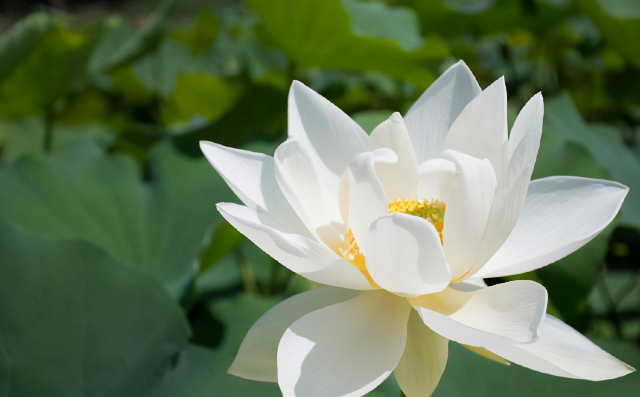 遇龙古装剧,遇龙古装剧在线免费观看