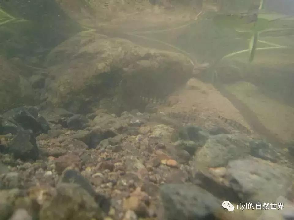 黄缘龟多大可以进环境造景,黄缘龟造景用陶粒还是火山石