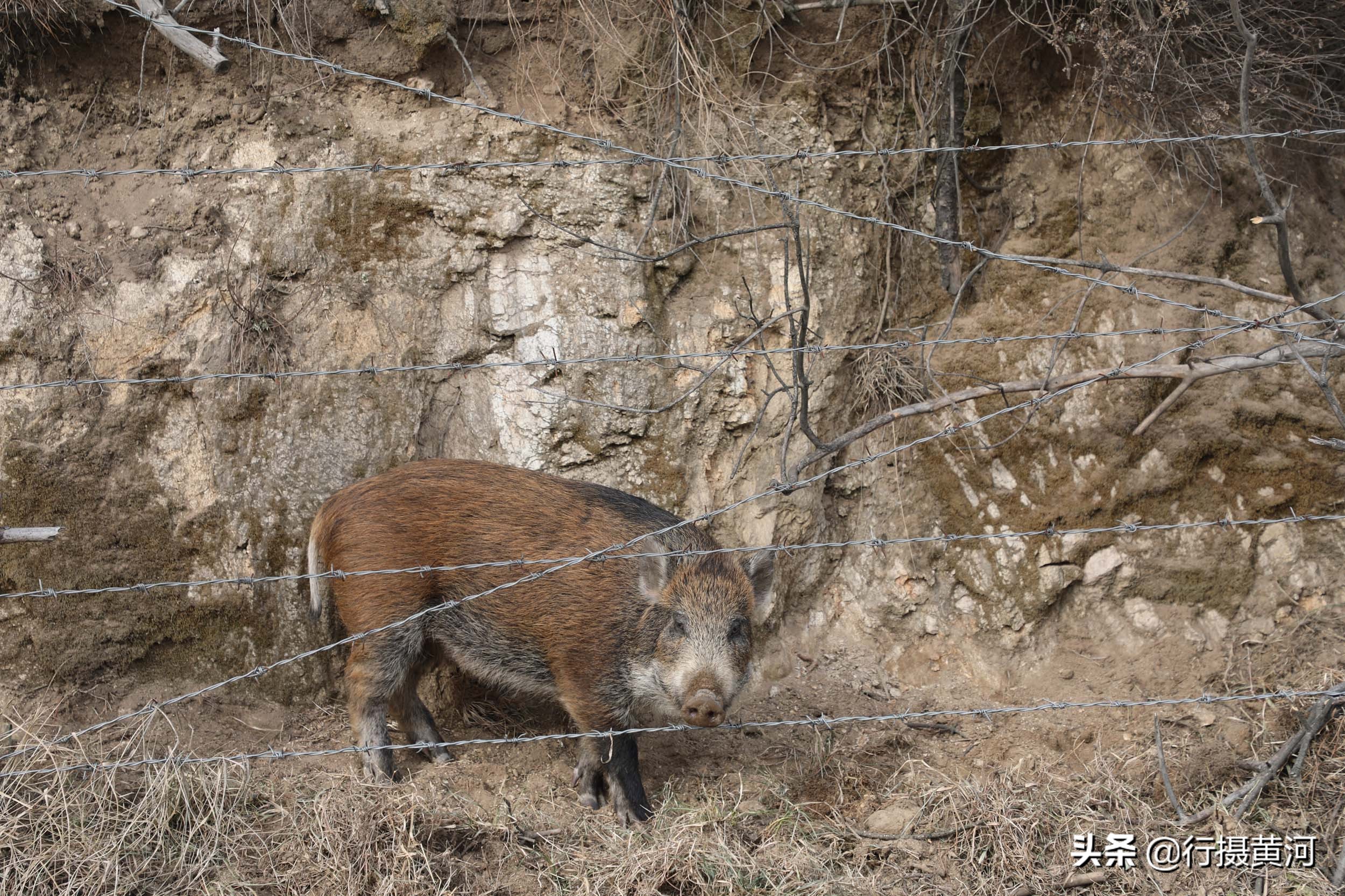 90后夫妻山中搞养殖飞鸡,6旬夫妻深山养牛