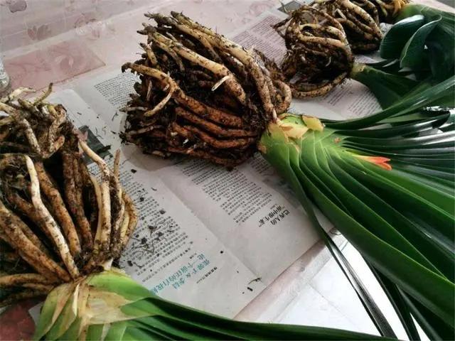 君子兰根系太长了能否修剪,君子兰换盆时根系的修剪