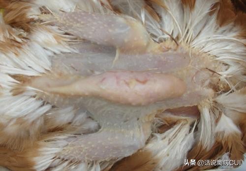 鸡关节肿大有积液,鸡脖子歪打转嗉囊肿胀是什么病