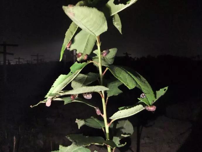 樱桃虫害防治绝招,樱桃虫害防治