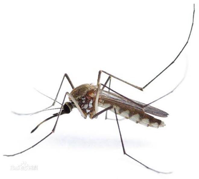蚊子分不清血型,不同血型蚊子咬的区别