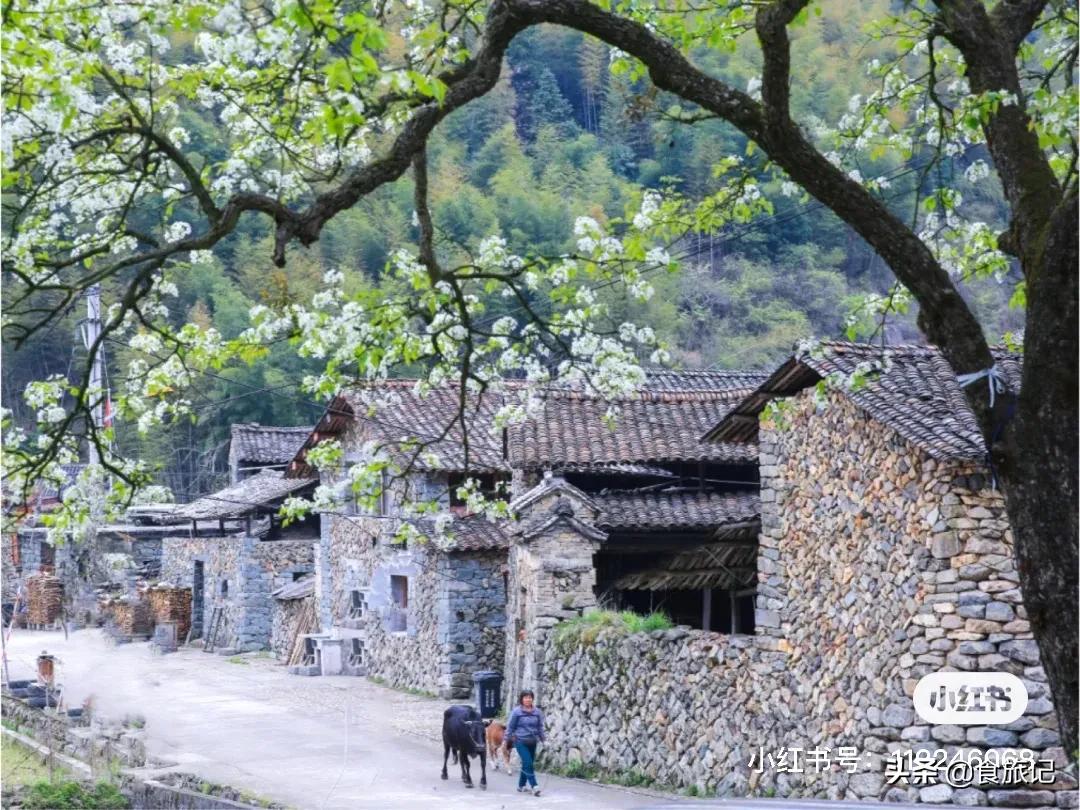 青田的青田,青田是中国的华侨之乡