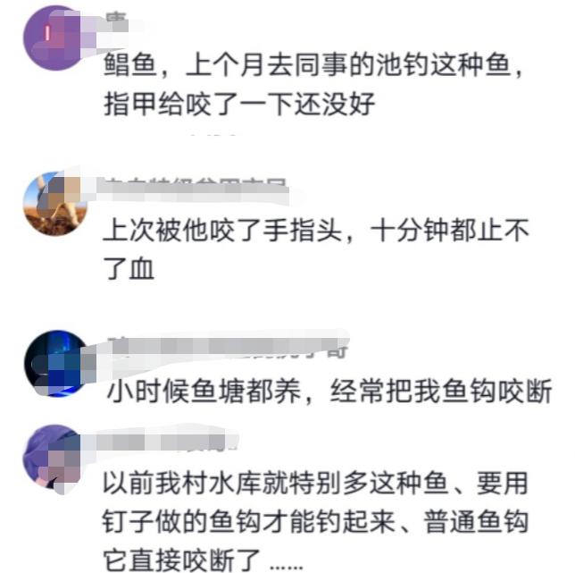 淡水白鲳是亚马逊食人鱼吗,广东男子在池塘发现大量毒鱼出没