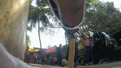 养一只流浪狗的感受,流浪狗的真实内心独白