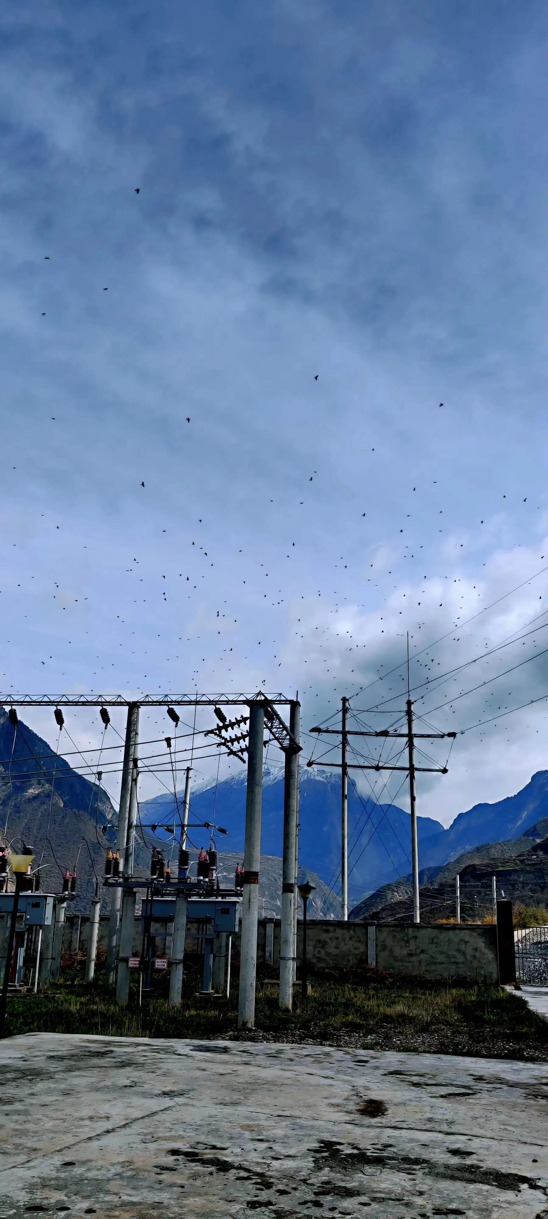 我们和流浪狗本质上没有什么不同,狗狗和流浪狗的故事真的很多