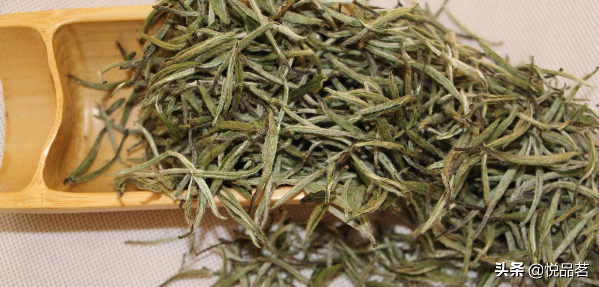 白毫银针哪里的产地最好,银针白茶产地哪里的更好