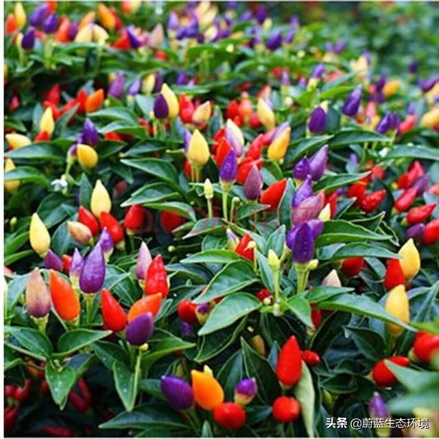 四月份适合在阳台上种植的蔬菜,阳台上种植营养液体蔬菜