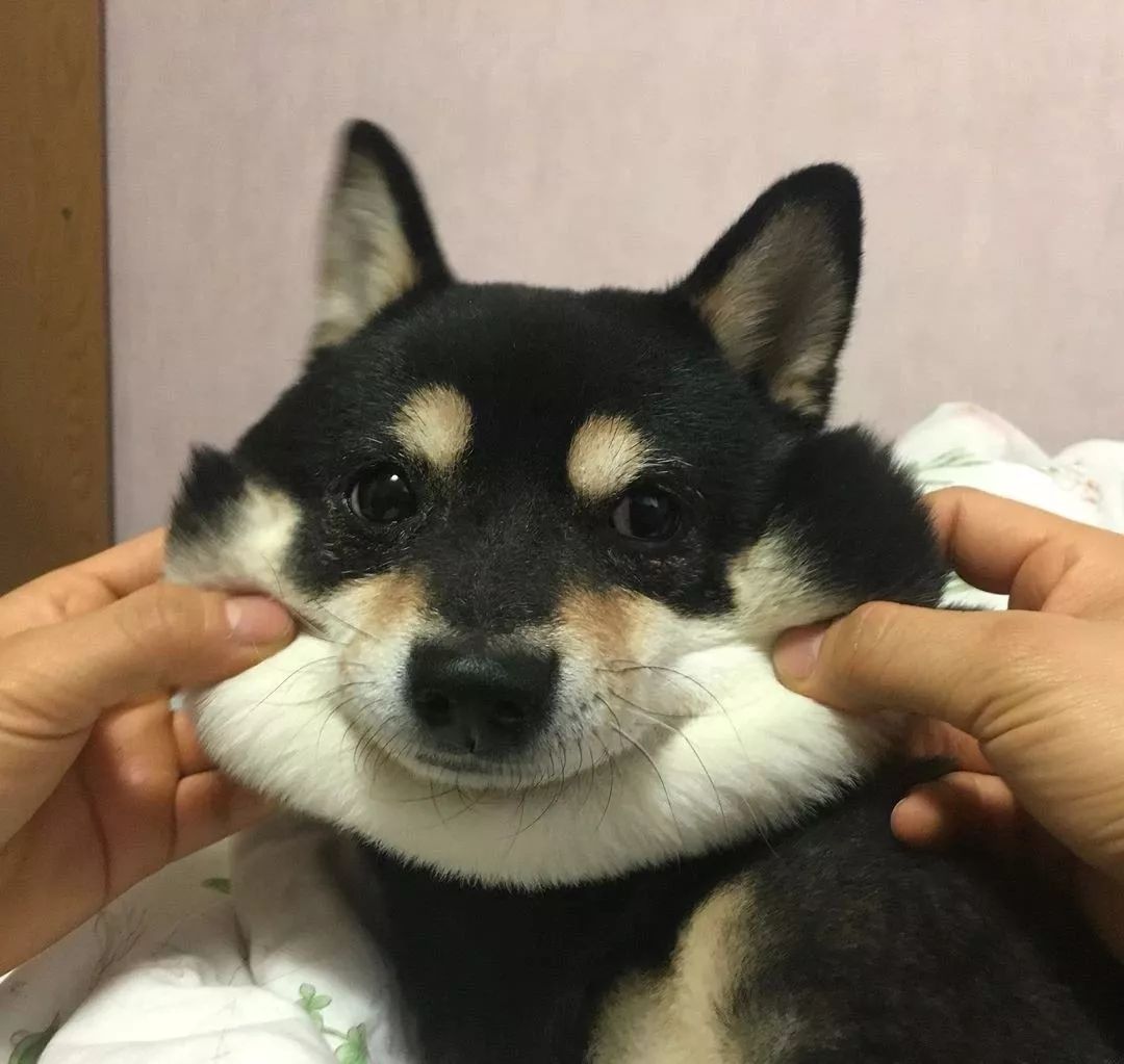 为什么不建议买柴犬呢,柴犬怎么来中国的