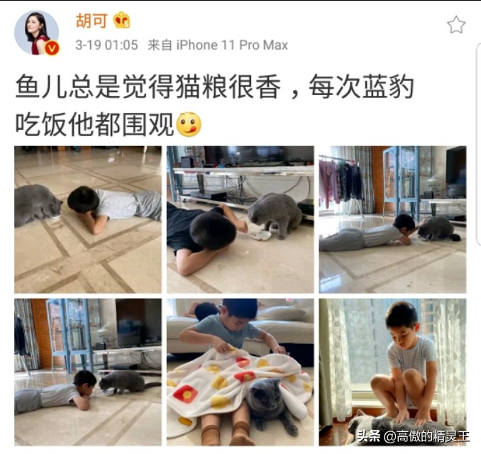 胡可晒小鱼儿垂涎猫粮,趴地上围观猫咪进食,网友提醒小心他偷吃