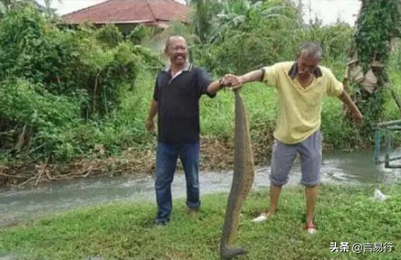 世界上最大的水蛭,世界上最大的水蛭图