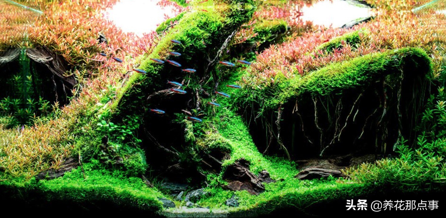 鱼缸里丢田螺,鱼缸里蚬子就剩壳了