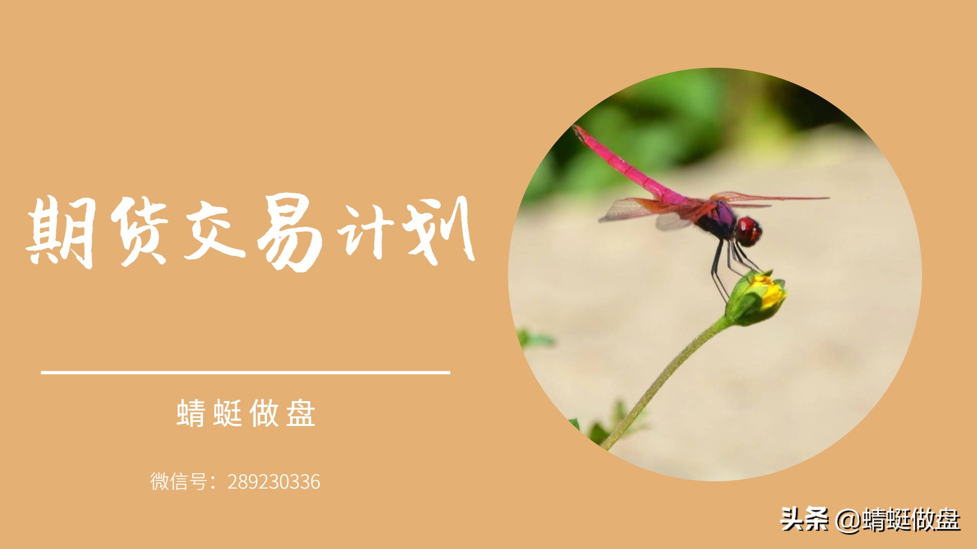 蜻蜓做盘,蜻蜓点金怎么做期货