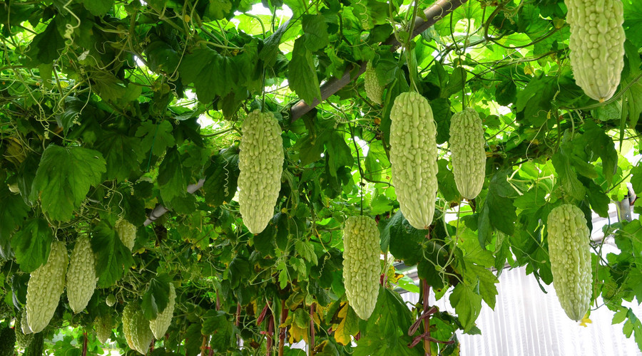 苦瓜烂根死苗怎样防治,苦瓜枯萎病是什么病