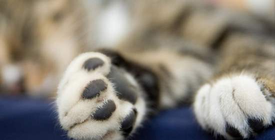 狗狗也会脚臭？原因和解决方法在这里