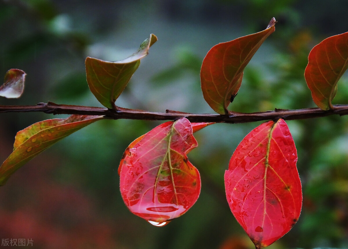 一场秋雨一场寒诗词,一场秋雨一场寒抒情版