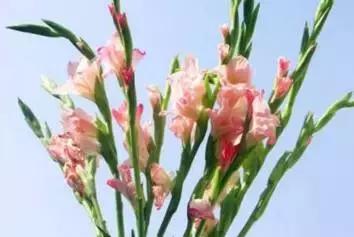 史上最全的兰花鉴赏,兰花品种之精品欣赏