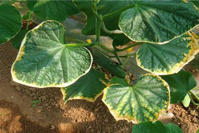 常见肥害问题有哪些,作物遇到肥害了怎么办